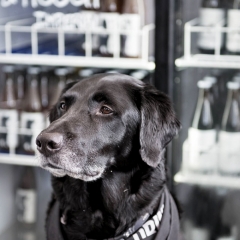 Black Lab Snoopy