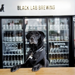 Black Lab Brewing's Snoopy